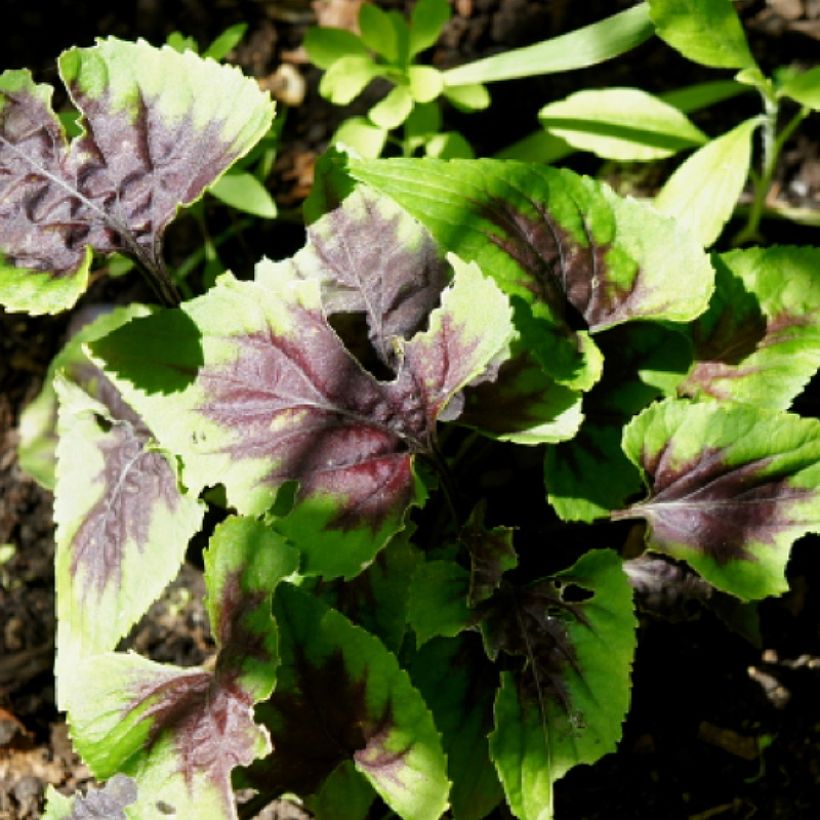 Viola koreana Heartthrob - Koreanisches Veilchen (Laub)