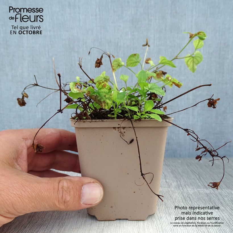Exemplar von Viola reichenbachiana - Reichenbachs Veilchen Kleine Töpfe von 8/9 cm wie im Herbst geliefert