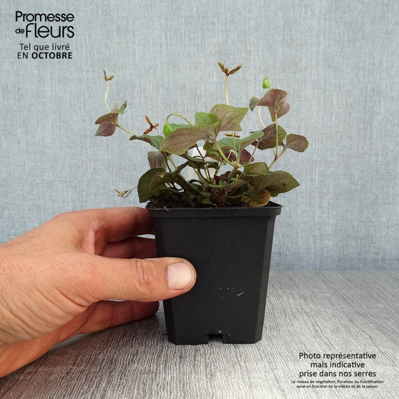 Exemplar von Viola riviniana var. purpurea - Purpur-Veilchen Kleine Töpfe von 8/9 cm wie im Herbst geliefert