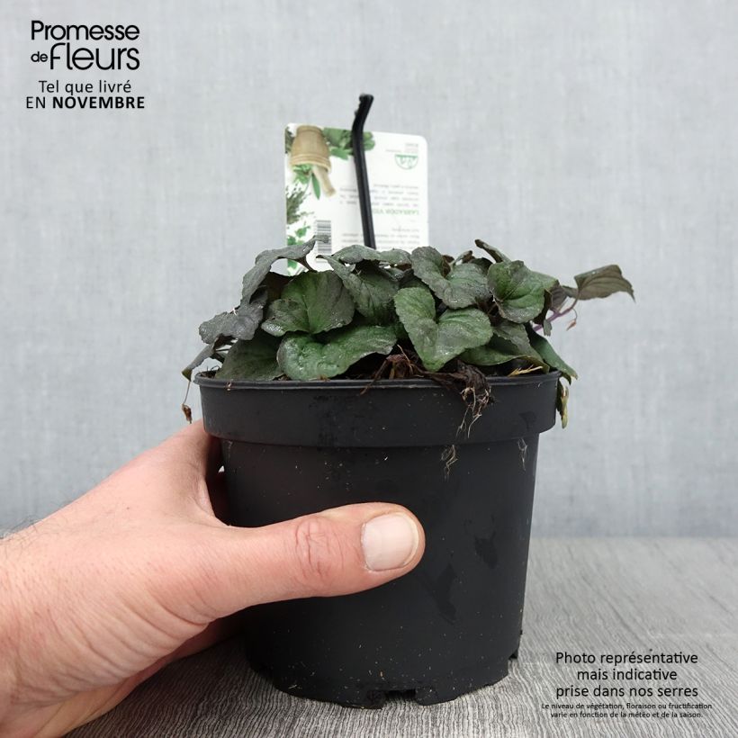 Exemplar von Viola riviniana var. purpurea - Purpur-Veilchen Topf mit 1,5L/2L wie im Herbst geliefert