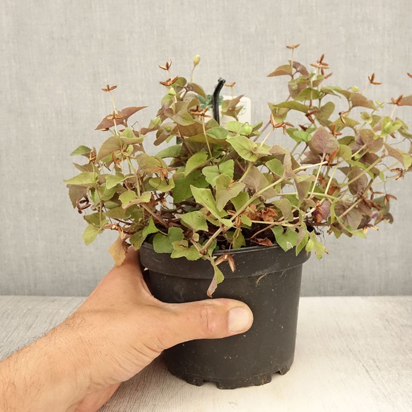 Exemplar von Viola riviniana var. purpurea - Purpur-Veilchen Topf mit 1,5L/2L wie im Sommer geliefert