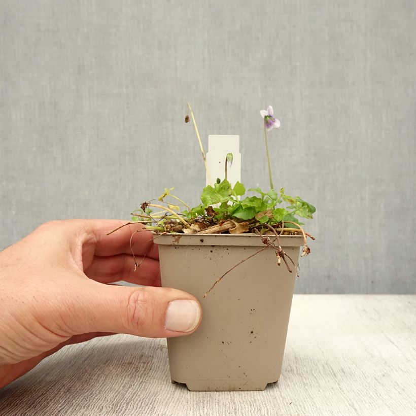 Exemplar von Viola hederacea - Australisches Veilchen Kleine Töpfe von 8/9 cm wie im Herbst geliefert