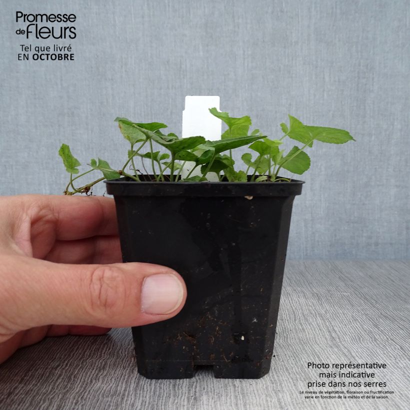 Exemplar von Viola odorata Königin Charlotte - März-Veilchen Kleine Töpfe von 8/9 cm wie im Herbst geliefert