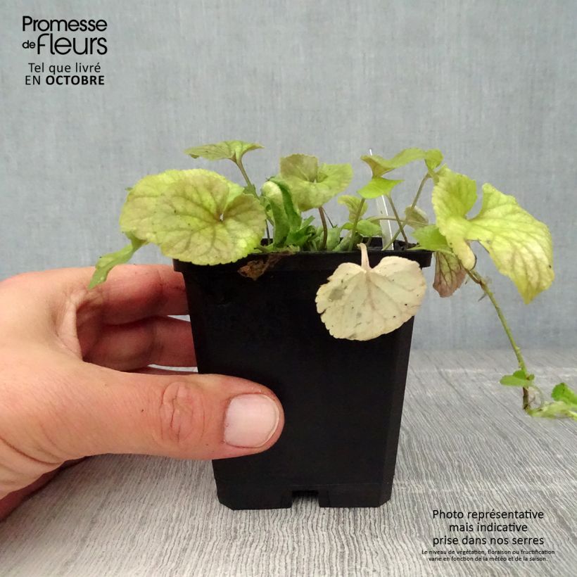 Exemplar von Viola odorata - März-Veilchen Kleine Töpfe von 8/9 cm wie im Herbst geliefert