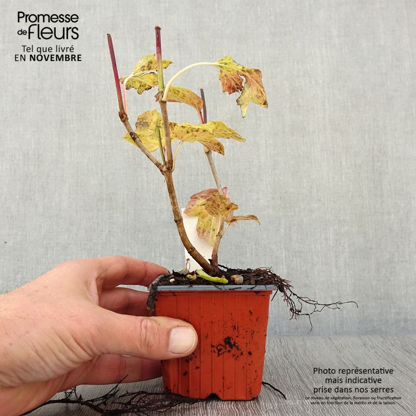 Exemplar von Gewöhnlicher Schneeball Roseum - Viburnum opulus Kleine Töpfe von 8/9 cm wie im Herbst geliefert
