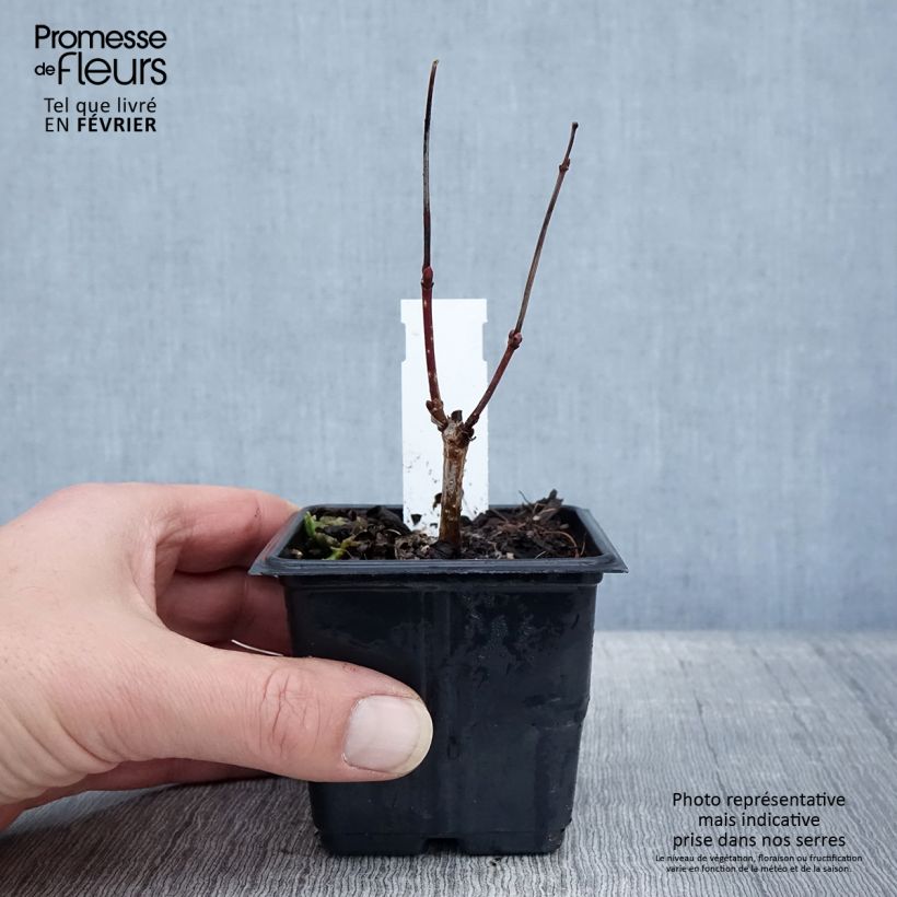 Exemplar von Gewöhnlicher Schneeball Roseum - Viburnum opulus Kleine Töpfe von 8/9 cm wie im Winter geliefert