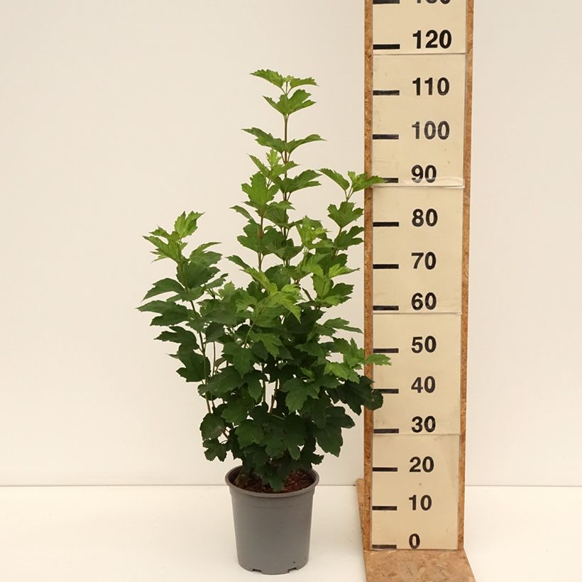 Exemplar von Gewöhnlicher Schneeball Roseum - Viburnum opulus Topf mit 7,5L/10L wie im Sommer geliefert