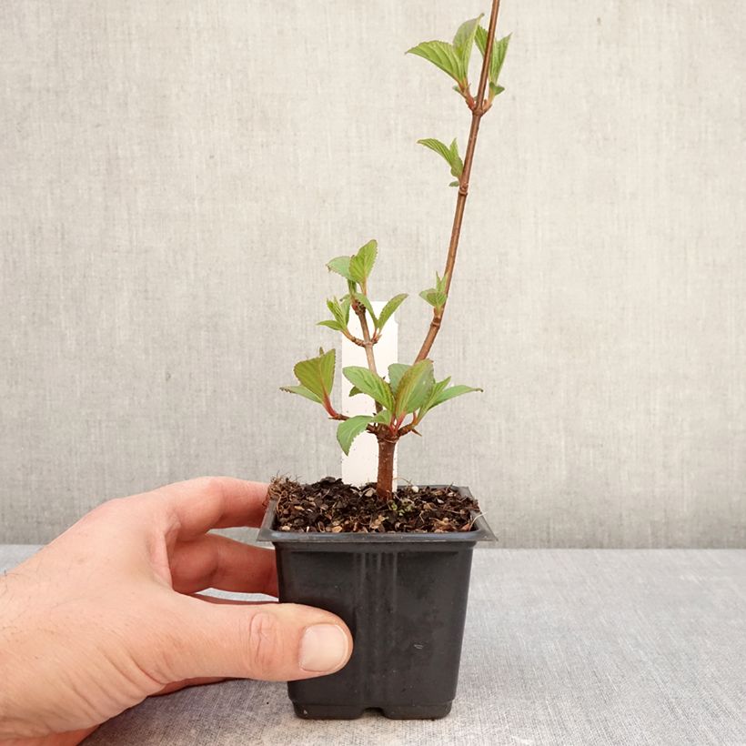 Exemplar von Bodnant-Winterschneeball Charles Lamont - Viburnum bodnantense Kleine Töpfe von 8/9 cm wie im Frühjahr geliefert