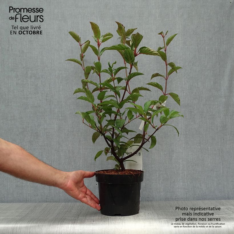 Exemplar von Bodnant-Winterschneeball Charles Lamont - Viburnum bodnantense Topf mit 3L/4L wie im Herbst geliefert