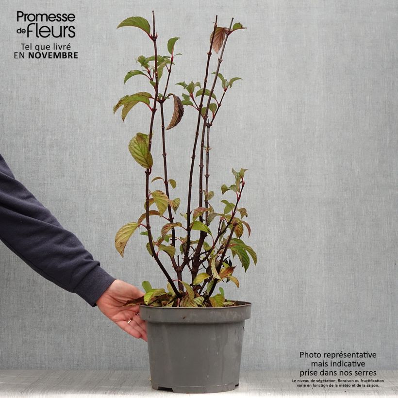 Exemplar von Bodnant-Winterschneeball Dawn - Viburnum bodnantense Topf mit 6L/7L wie im Herbst geliefert