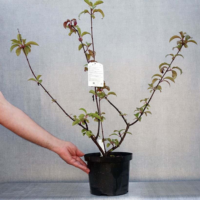 Exemplar von Bodnant-Winterschneeball Dawn - Viburnum bodnantense Topf mit 6L/7L wie im Sommer geliefert
