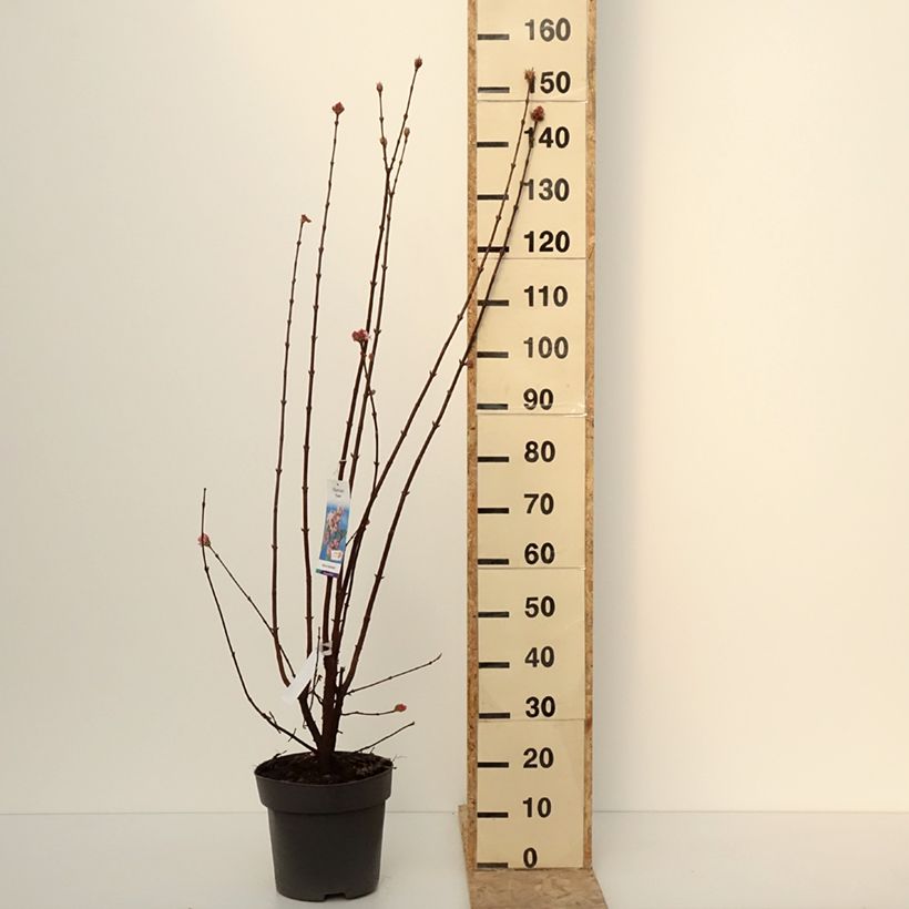 Exemplar von Bodnant-Winterschneeball Dawn - Viburnum bodnantense Topf mit 7,5L/10L wie im Winter geliefert