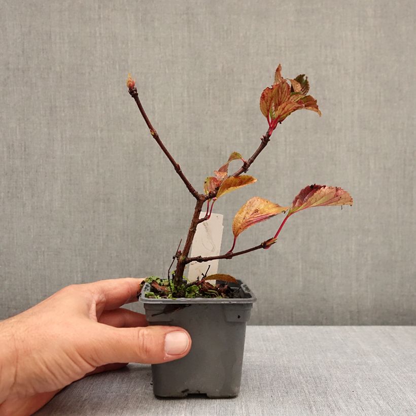 Exemplar von Farrers Schneeball - Viburnum farreri Kleine Töpfe von 8/9 cm wie im Herbst geliefert