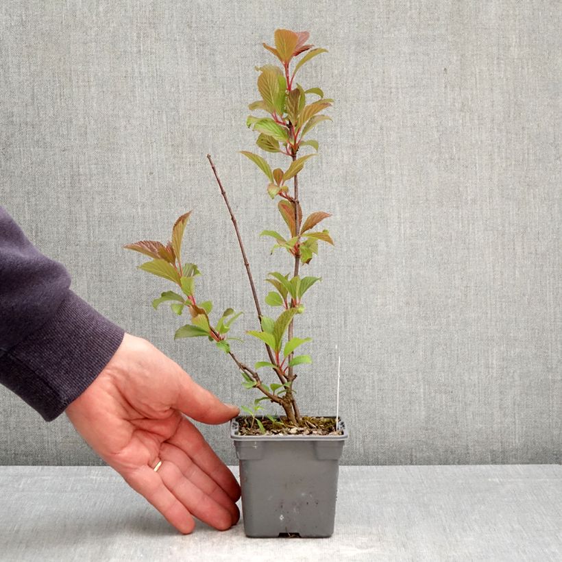 Exemplar von Farrers Schneeball - Viburnum farreri Kleine Töpfe von 8/9 cm wie im Frühjahr geliefert