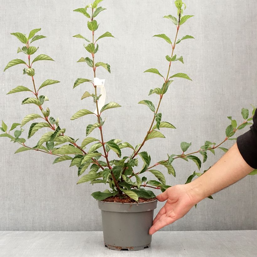Exemplar von Farrers Schneeball - Viburnum farreri Topf mit 2L/3L wie im Sommer geliefert