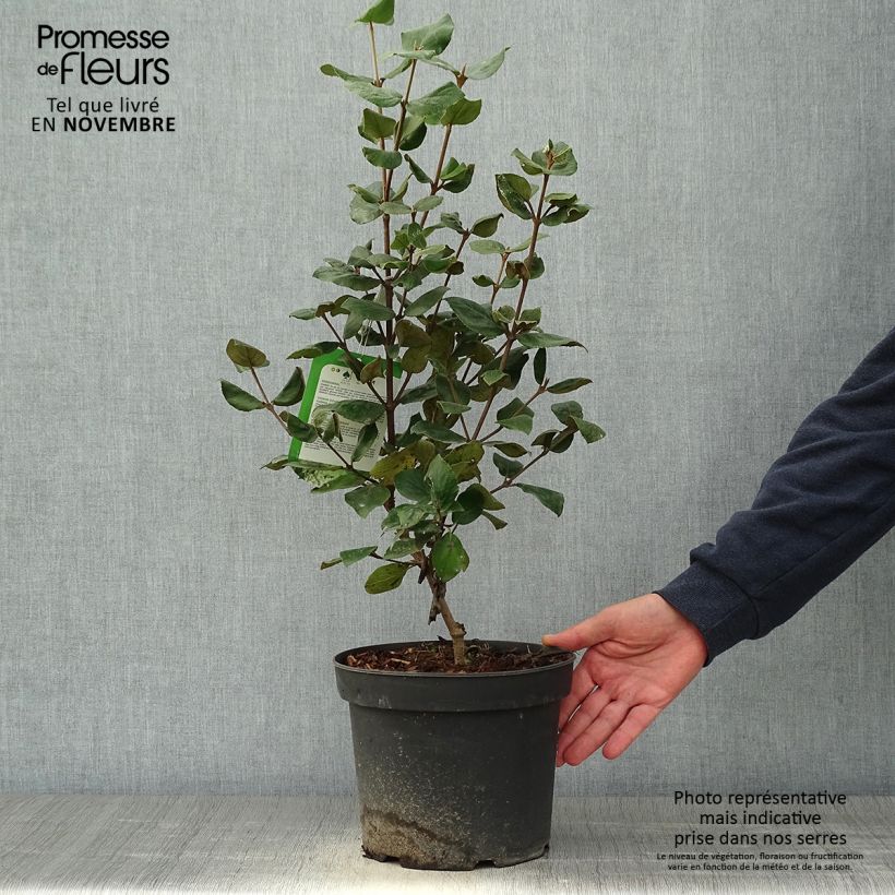 Exemplar von Oster-Schneeball Ann Russell - Viburnum burkwoodii Topf mit 3L/4L wie im Herbst geliefert