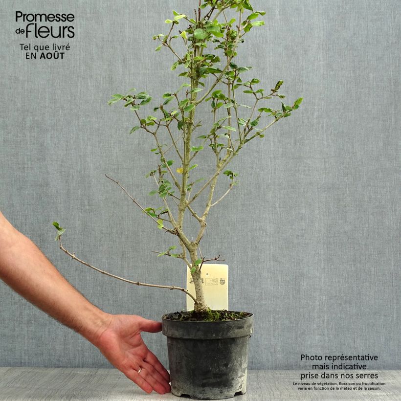 Exemplar von Oster-Schneeball Ann Russell - Viburnum burkwoodii Topf mit 3L/4L wie im Sommer geliefert