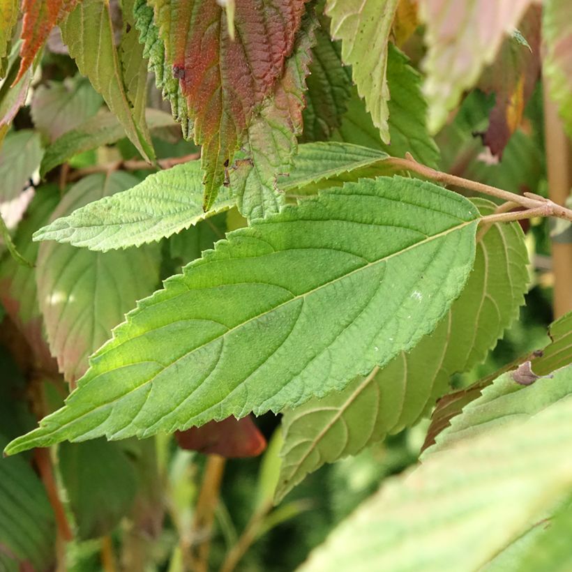 Japanischer Schneeball f. tomentosum Cascade - Viburnum plicatum (Laub)