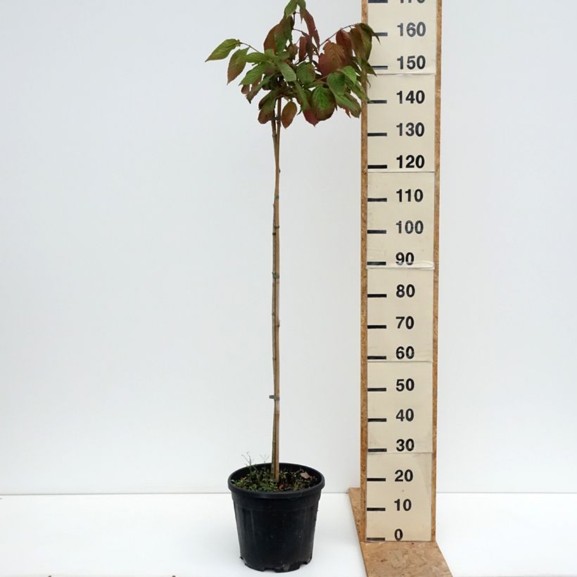 Exemplar von Japanischer Schneeball f. tomentosum Cascade - Viburnum plicatum Topf mit 12L/15L wie im Sommer geliefert