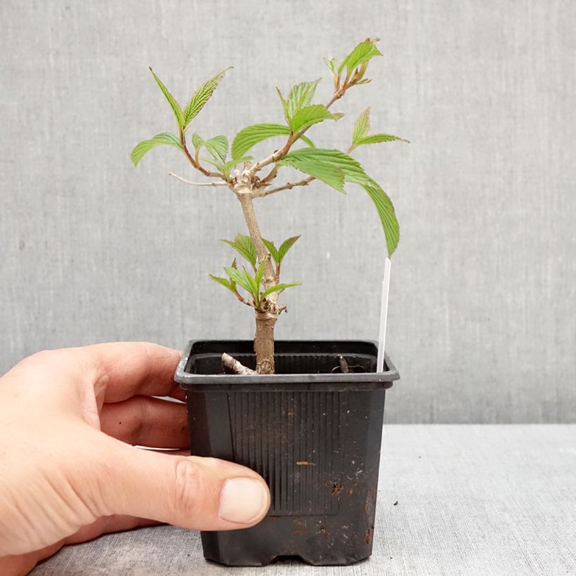 Exemplar von Japanischer Schneeball Kilimanjaro Sunrise - Viburnum plicatum Kleine Töpfe von 8/9 cm wie im Frühjahr geliefert