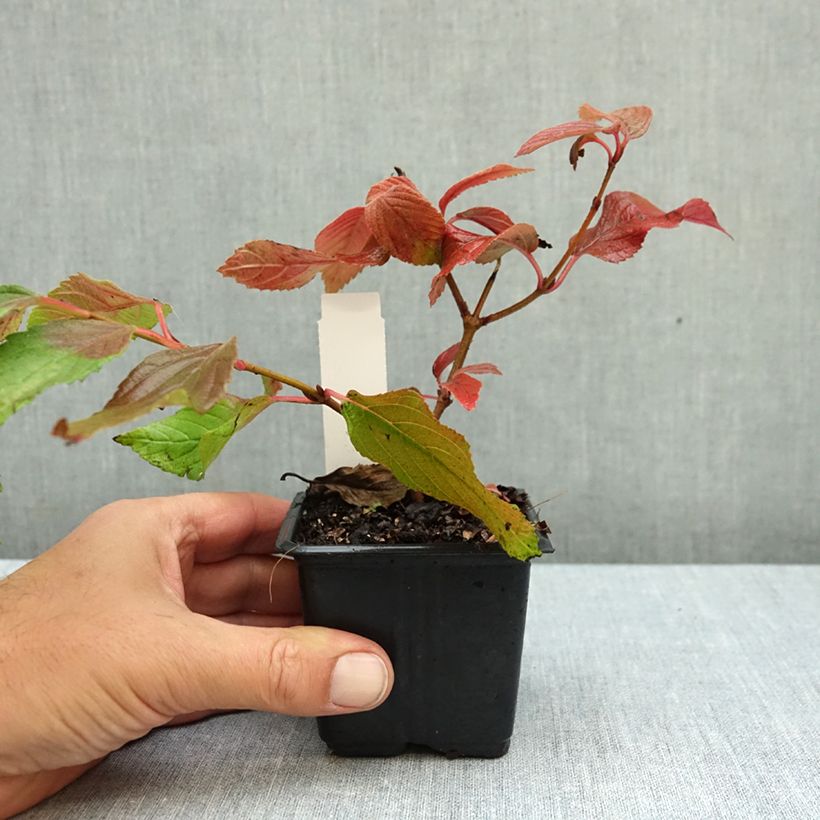 Exemplar von Japanischer Schneeball Mariesii - Viburnum plicatum Kleine Töpfe von 8/9 cm wie im Herbst geliefert