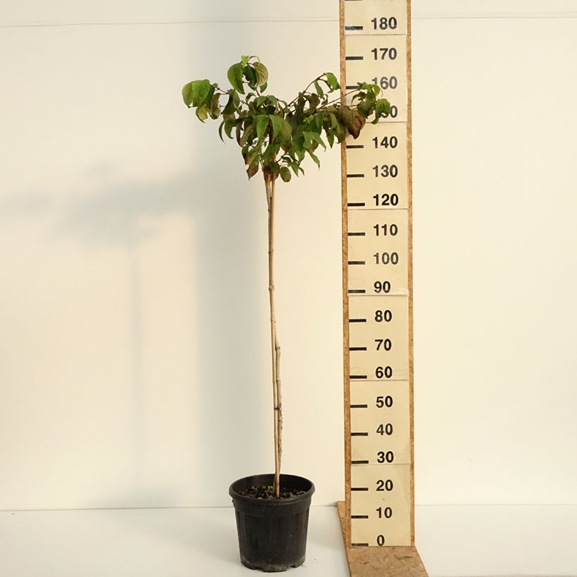 Exemplar von Japanischer Schneeball Mariesii - Viburnum plicatum Topf mit 12L/15L wie im Sommer geliefert
