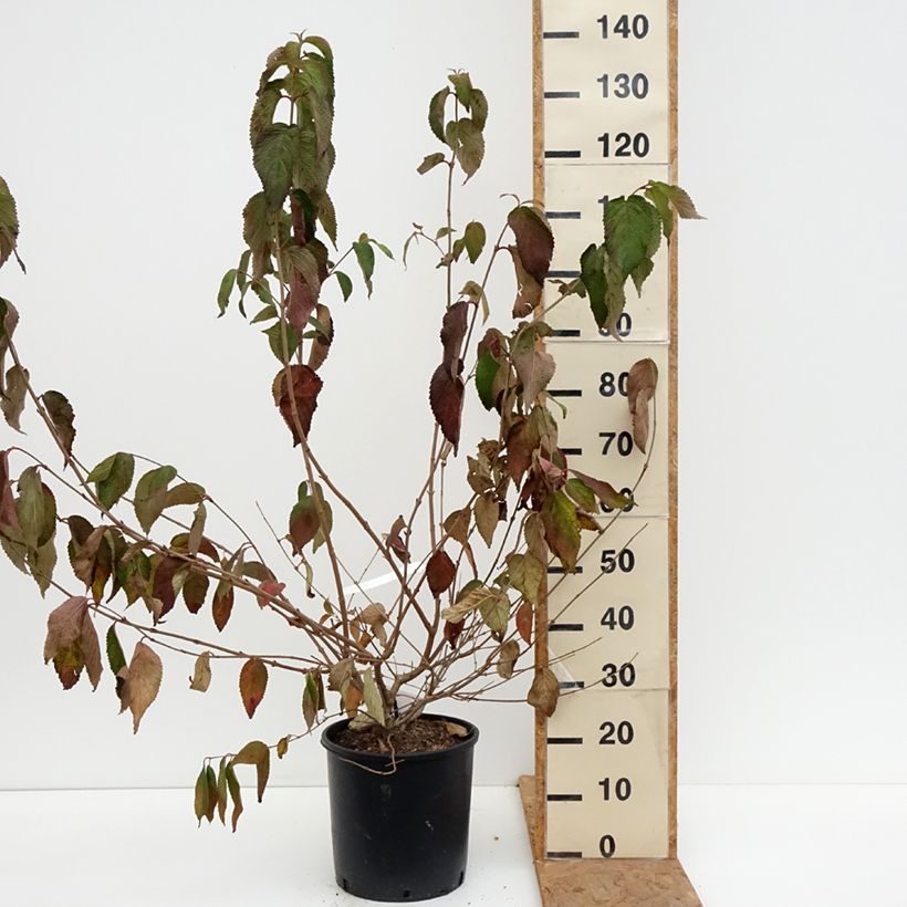 Exemplar von Japanischer Schneeball Shasta - Viburnum plicatum mariesii Topf mit 12L/15L wie im Herbst geliefert