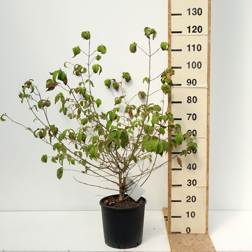 Exemplar von Japanischer Schneeball Shasta - Viburnum plicatum mariesii Topf mit 12L/15L wie im Sommer geliefert