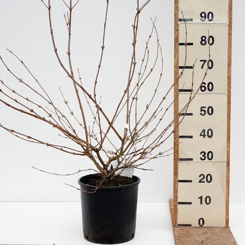 Exemplar von Japanischer Schneeball Shasta - Viburnum plicatum mariesii Topf mit 12L/15L wie im Winter geliefert