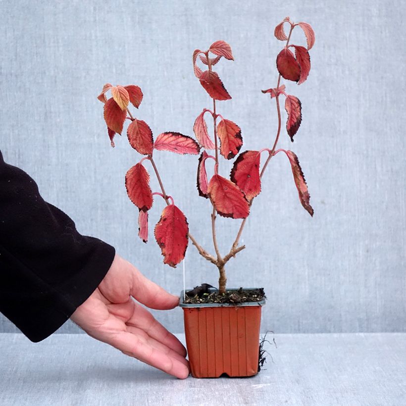 Exemplar von Japanischer Schneeball Tomentosum - Viburnum plicatum Kleine Töpfe von 8/9 cm wie im Herbst geliefert