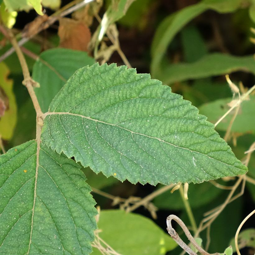 Japanischer Schneeball Tomentosum - Viburnum plicatum (Laub)