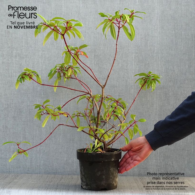 Exemplar von Immergrüner Kissen-Schneeball Angustifolium - Viburnum davidii Topf mit 3L/4L wie im Herbst geliefert