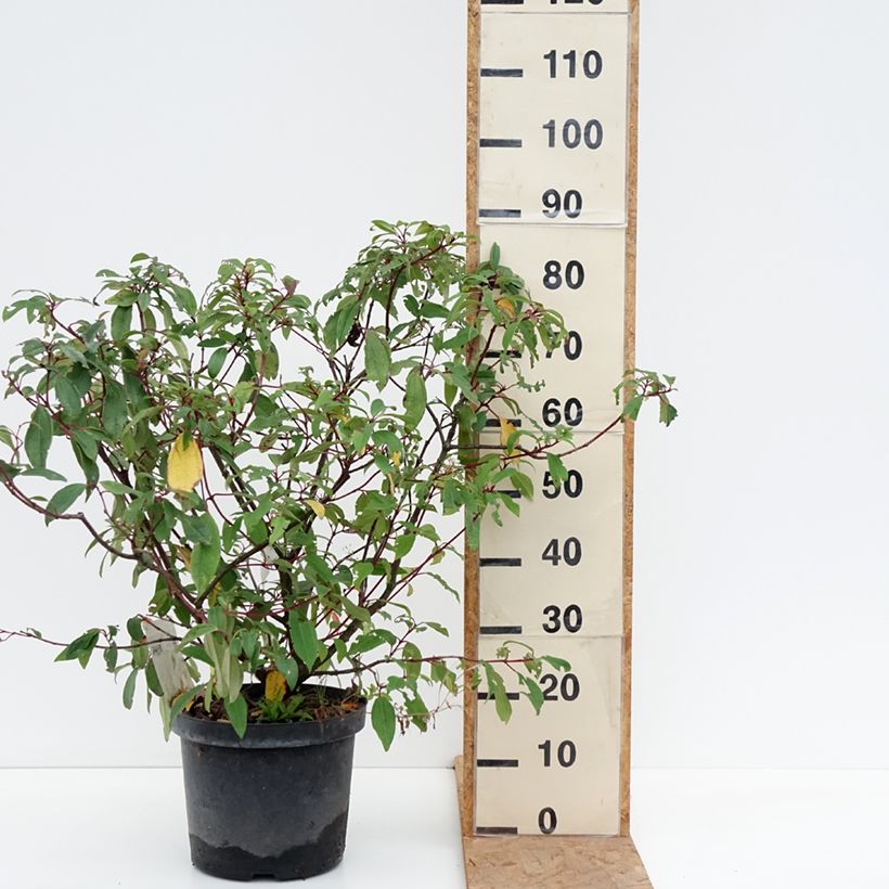 Exemplar von Immergrüner Kissen-Schneeball Angustifolium - Viburnum davidii Topf mit 7,5L/10L wie im Herbst geliefert