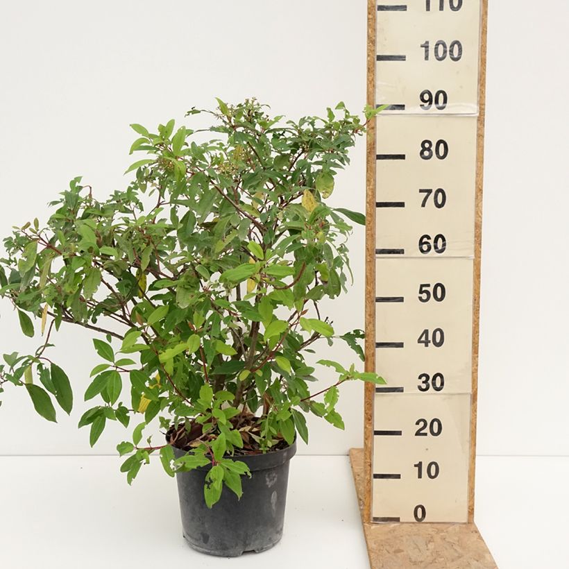 Exemplar von Immergrüner Kissen-Schneeball Angustifolium - Viburnum davidii Topf mit 7,5L/10L wie im Sommer geliefert