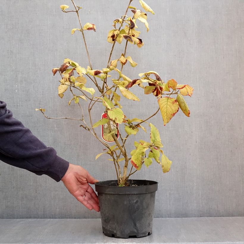 Exemplar von Wolliger Schneeball Aureum - Viburnum lantana Topf mit 4L/5L wie im Herbst geliefert