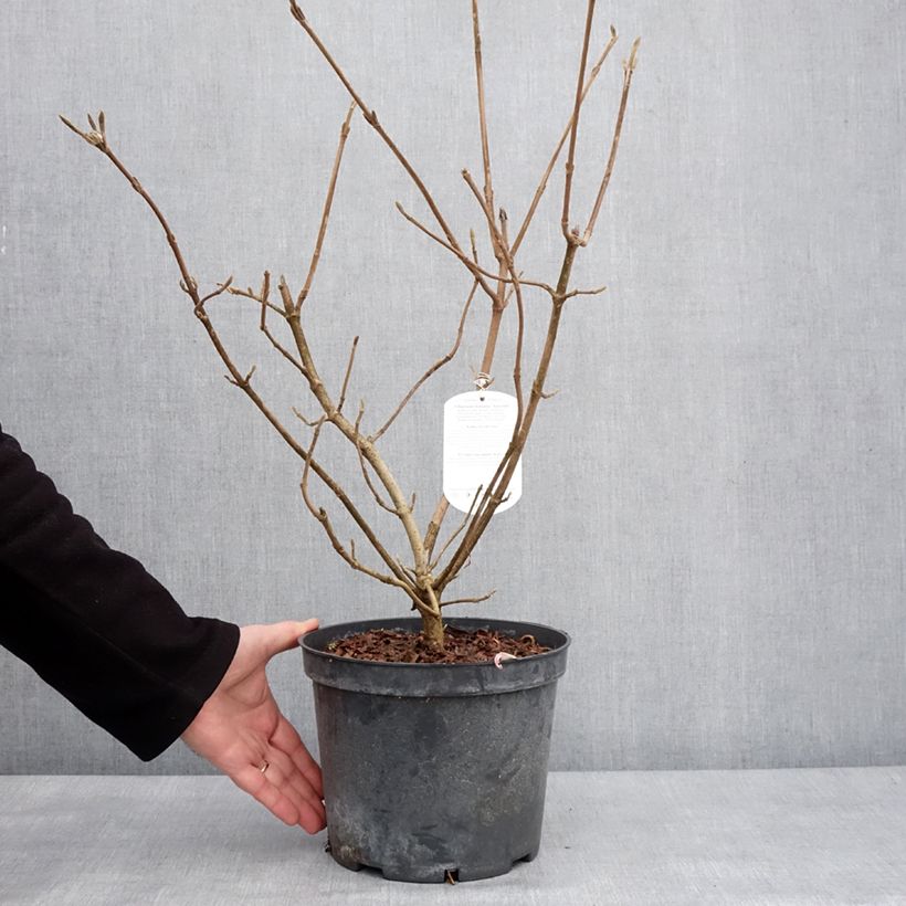 Exemplar von Wolliger Schneeball Aureum - Viburnum lantana Topf mit 4L/5L wie im Winter geliefert