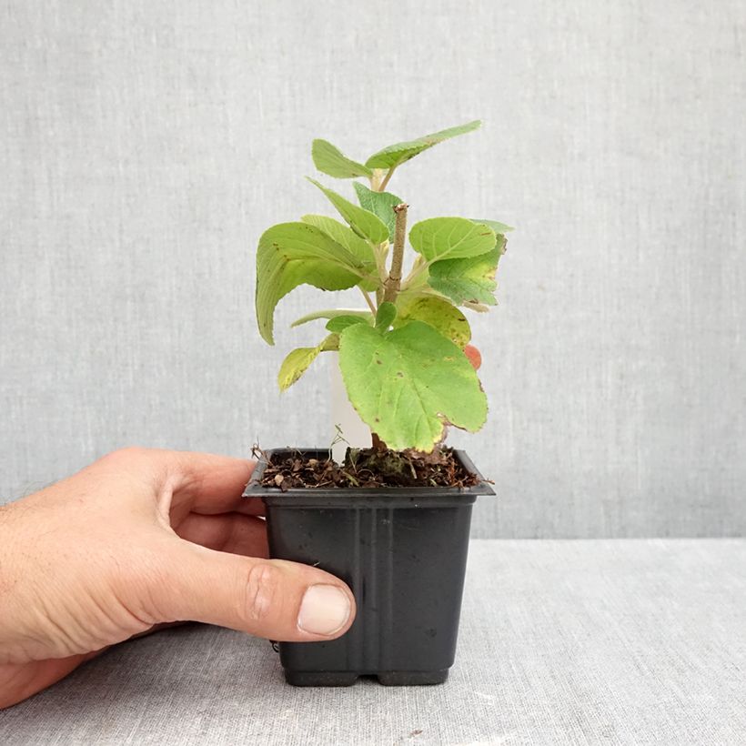 Exemplar von Wolliger Schneeball - Viburnum lantana Kleine Töpfe von 8/9 cm wie im Herbst geliefert