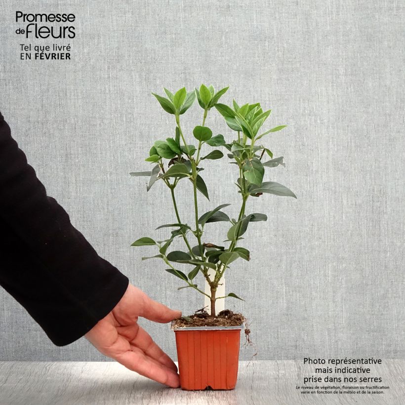 Exemplar von Lorbeerblättriger Schneeball - Viburnum tinus Kleine Töpfe von 8/9 cm wie im Winter geliefert