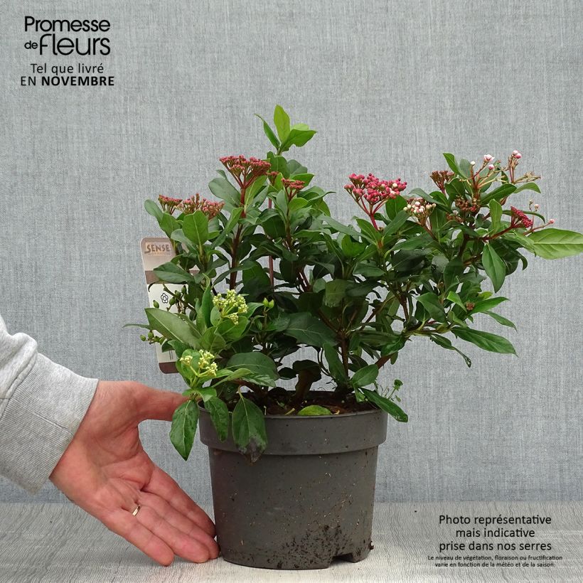 Exemplar von Lorbeerblättriger Schneeball Gwenllian - Viburnum tinus Topf mit 2L/3L wie im Herbst geliefert