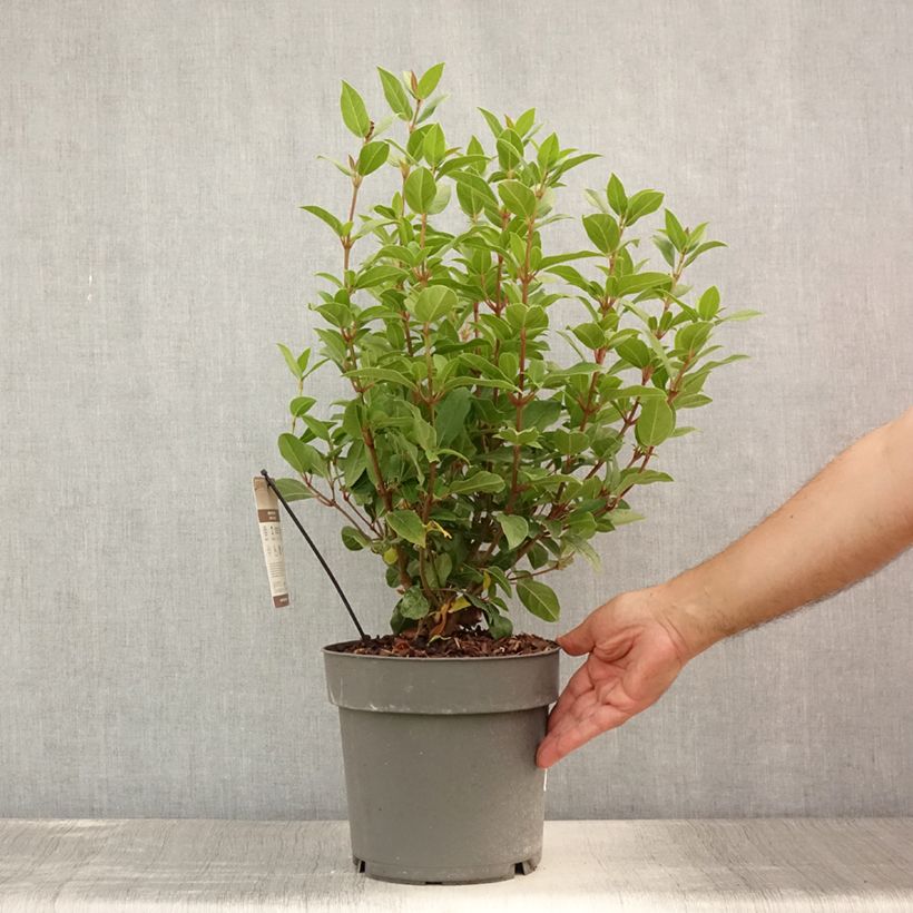 Exemplar von Lorbeerblättriger Schneeball Spirit - Viburnum tinus Topf mit 3L/4L wie im Sommer geliefert