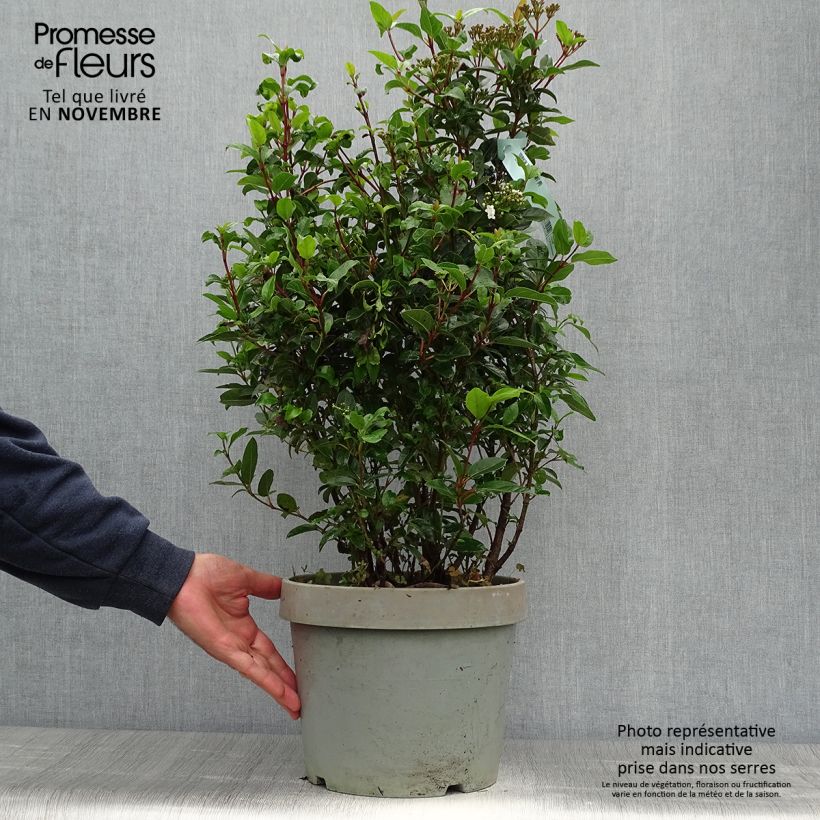 Exemplar von Lorbeerblättriger Schneeball Spirit - Viburnum tinus Topf mit 7,5L/10L wie im Herbst geliefert