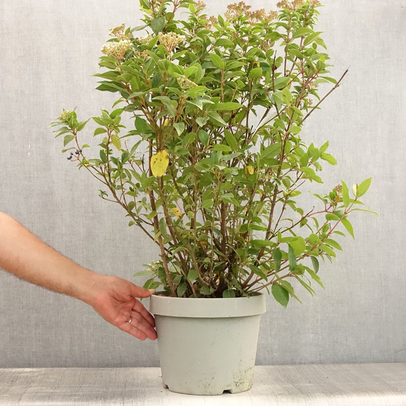Exemplar von Lorbeerblättriger Schneeball Spirit - Viburnum tinus Topf mit 7,5L/10L wie im Sommer geliefert