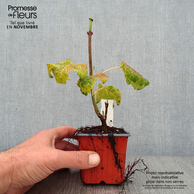 Exemplar von Gewöhnlicher Schneeball Compactum - Viburnum opulus Kleine Töpfe von 8/9 cm wie im Herbst geliefert