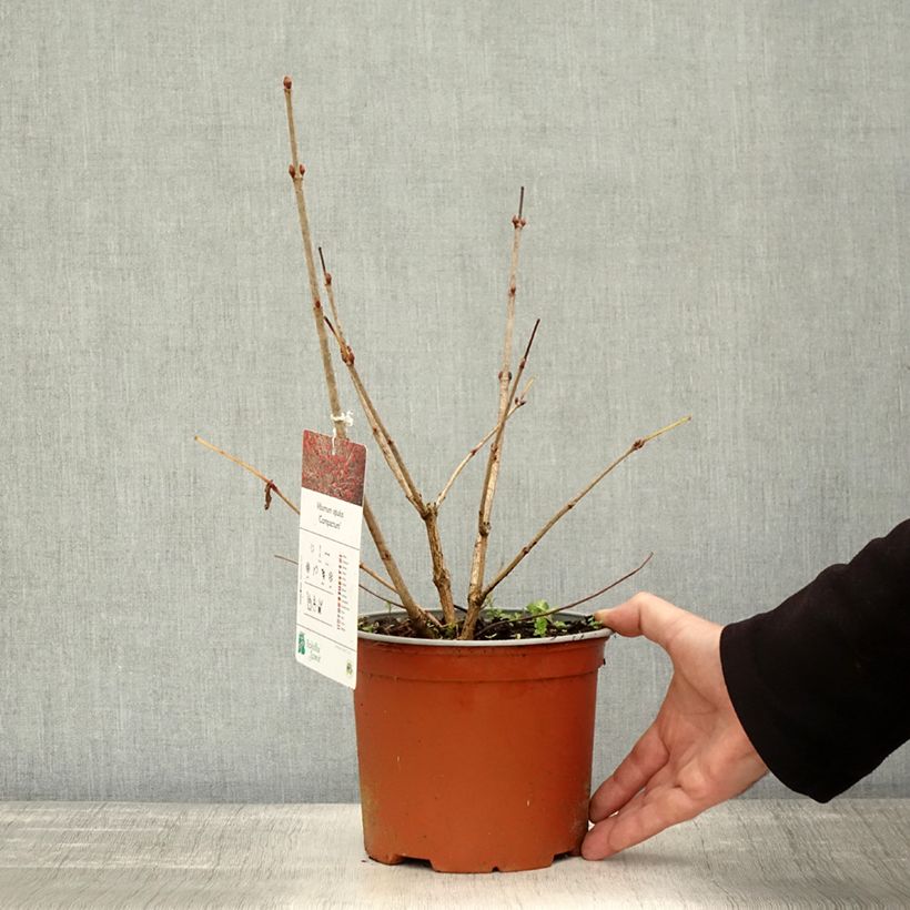 Exemplar von Gewöhnlicher Schneeball Compactum - Viburnum opulus Topf mit 3L/4L wie im Herbst geliefert