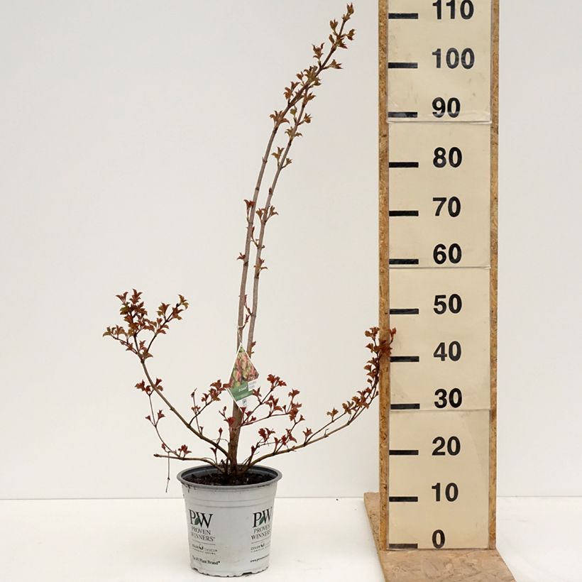 Exemplar von Gewöhnlicher Schneeball Oh Canada - Viburnum opulus Topf mit 4L/5L wie im Frühjahr geliefert