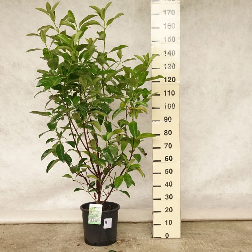 Exemplar von Duftender Schneeball - Viburnum odoratissimum Topf mit 12L/15L wie im Sommer geliefert