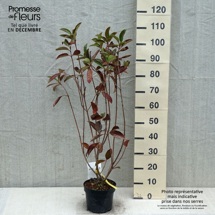 Exemplar von Duftender Schneeball - Viburnum odoratissimum Topf mit 2L/3L wie im Herbst geliefert