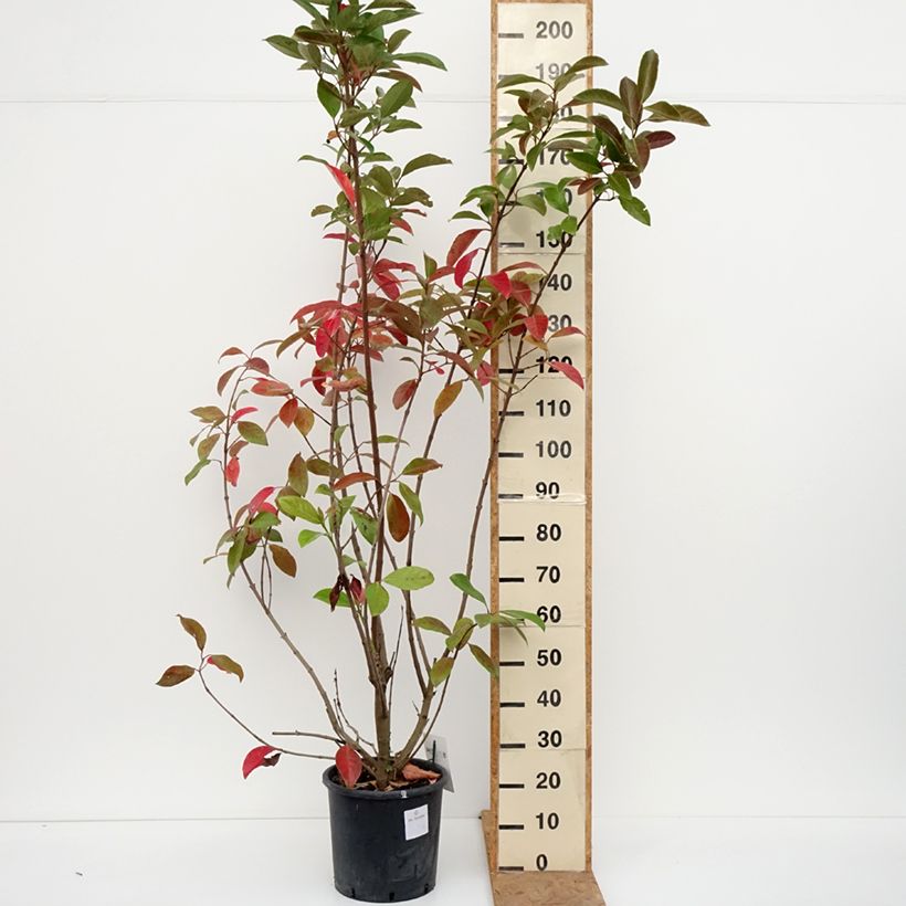 Exemplar von Duftender Schneeball - Viburnum odoratissimum Topf mit 12L/15L wie im Herbst geliefert