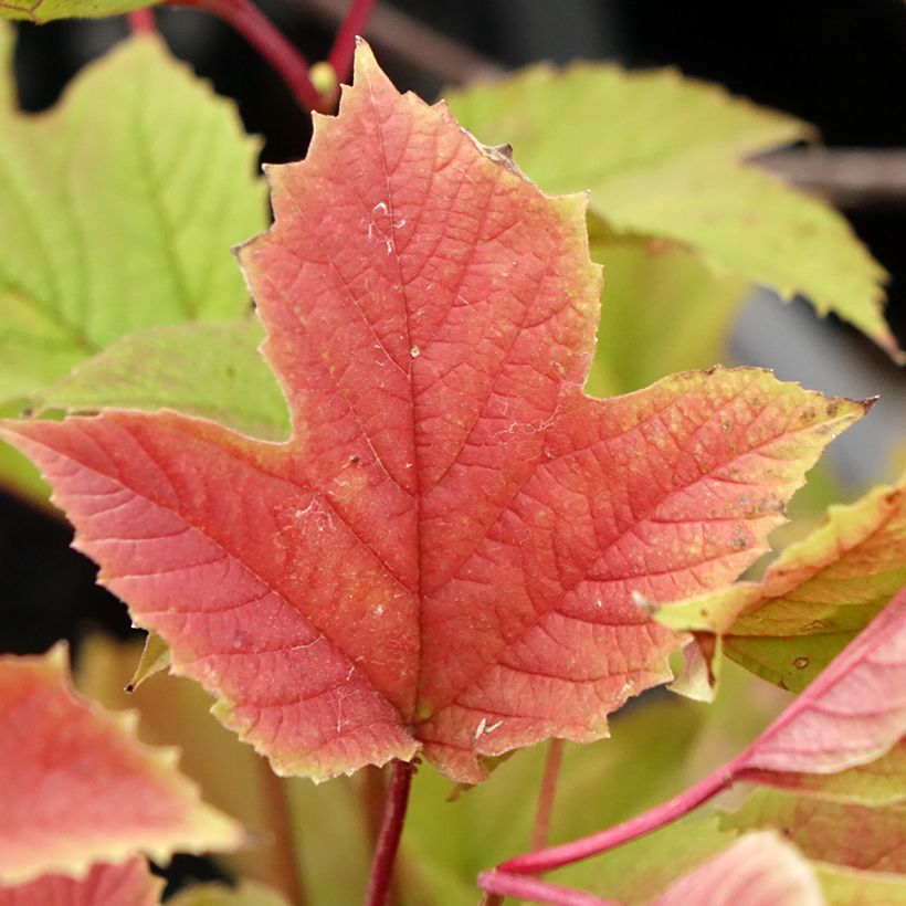 Amerikanischer Schneeball Spring Red Compact - Viburnum trilobum (Laub)