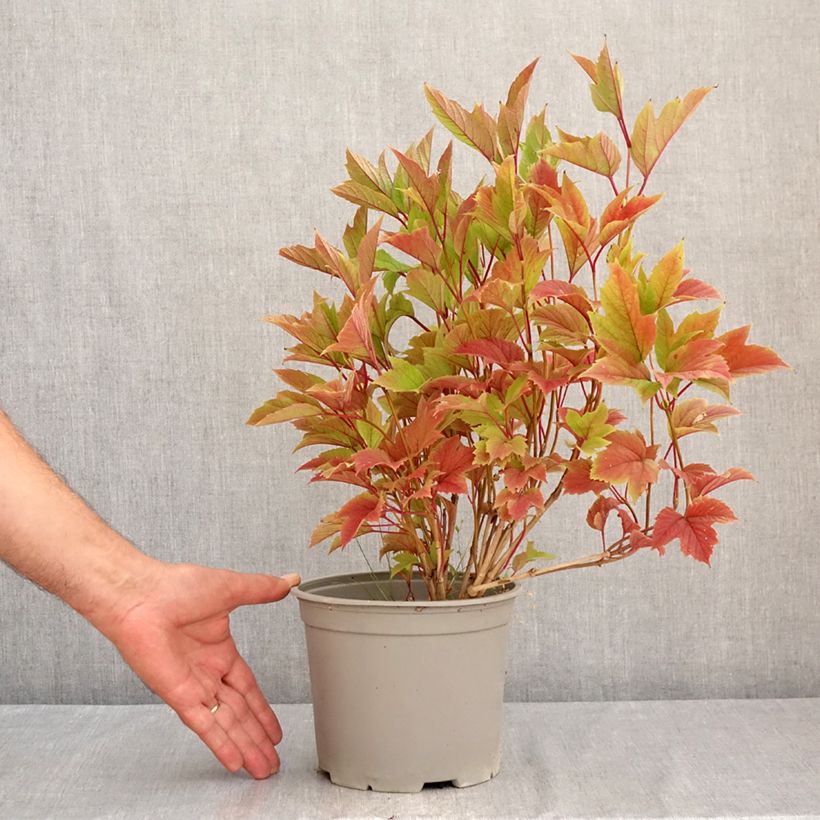 Exemplar von Amerikanischer Schneeball Spring Red Compact - Viburnum trilobum Topf mit 3L/4L wie im Sommer geliefert